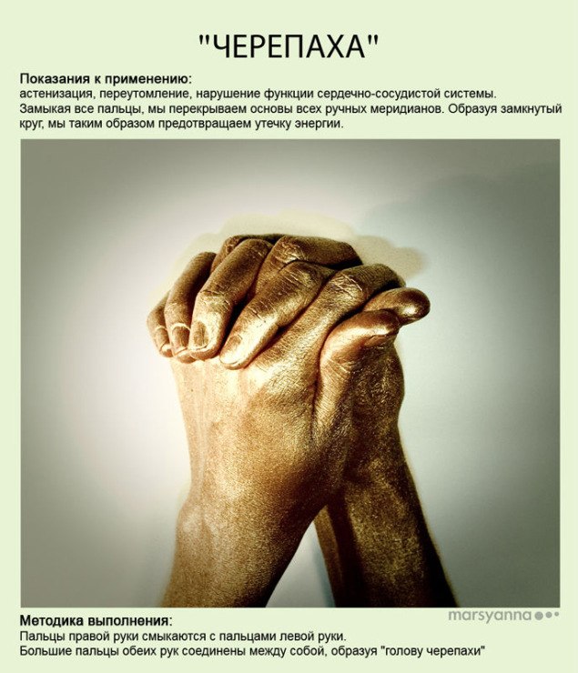 черепаха