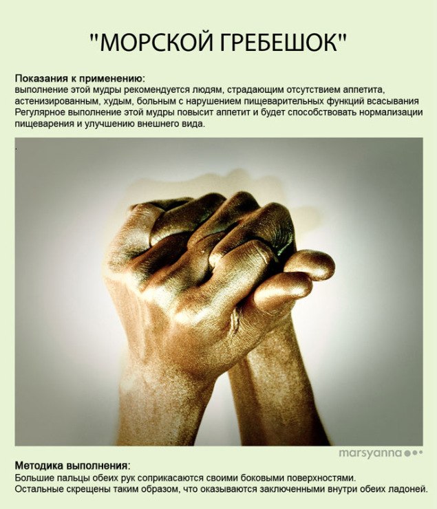 морской гребешок