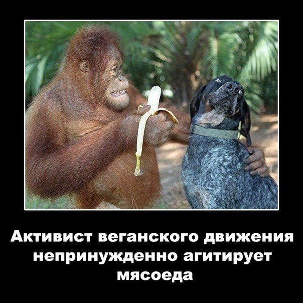 веган агитирует мясоеда